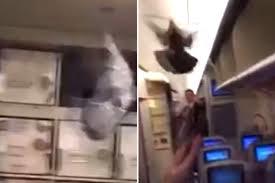 Bồ câu gây rắc rối khi mắc kẹt trong cabin máy bay