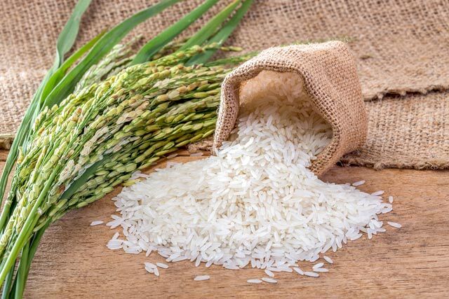 giá lúa gạo