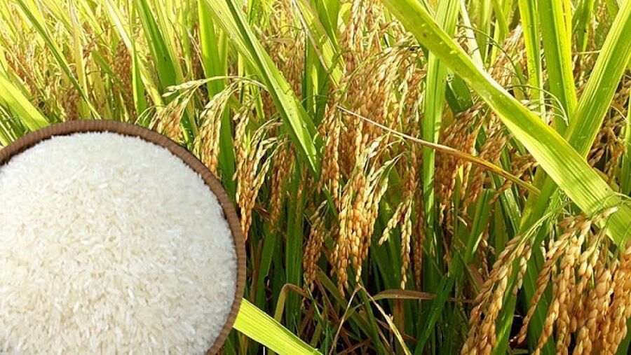 Giá lúa gạo