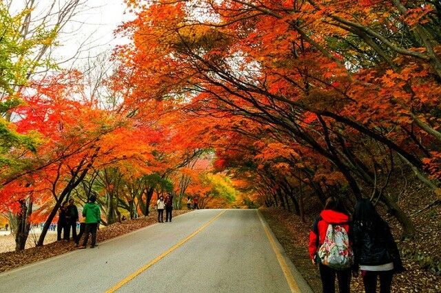 Không cần tới Hàn Quốc hay Nhật Bản, ở Việt Nam có một nơi cũng có thể ngắm rừng lá phong cực mãn nhãn - Ảnh 4.