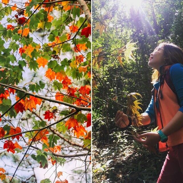 Không cần tới Hàn Quốc hay Nhật Bản, ở Việt Nam có một nơi cũng có thể ngắm rừng lá phong cực mãn nhãn - Ảnh 7.