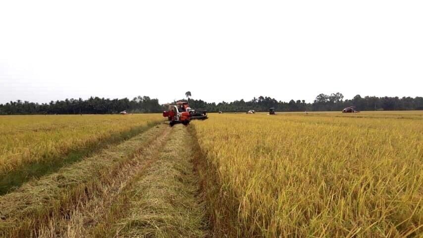 Giá lúa gạo hôm nay: Nguồn cung giảm, giá lúa hè thu neo ở mức cao