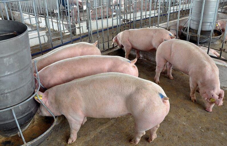 Giá lợn hơi hôm nay 17/8/2022: Điều chỉnh tăng nhẹ tại miền Nam