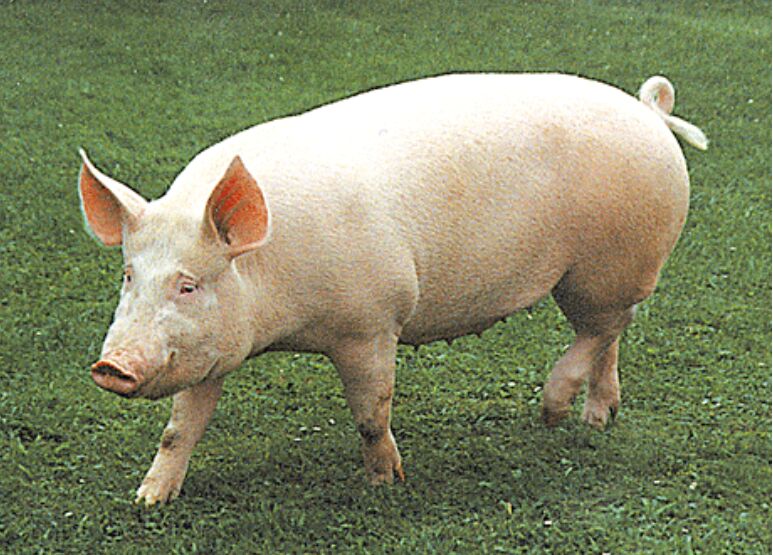 Giá lợn hơi hôm nay 22/8/2022: Tăng nhẹ tại khu vực miền Nam