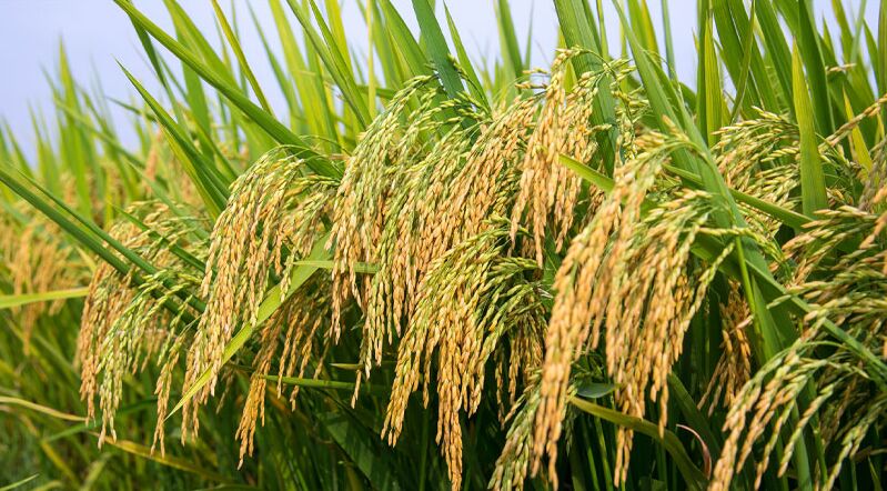 Giá lúa gạo hôm nay 25/8/2022: Giá lúa IR 504 quay đầu giảm