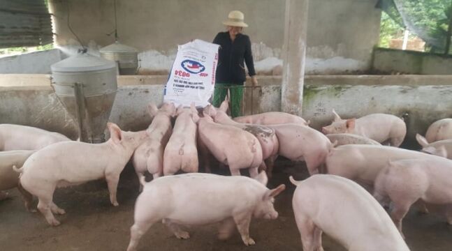 Giá lợn hơi hôm nay 31/8/2022: Giảm mạnh tại khu vực miền Trung
