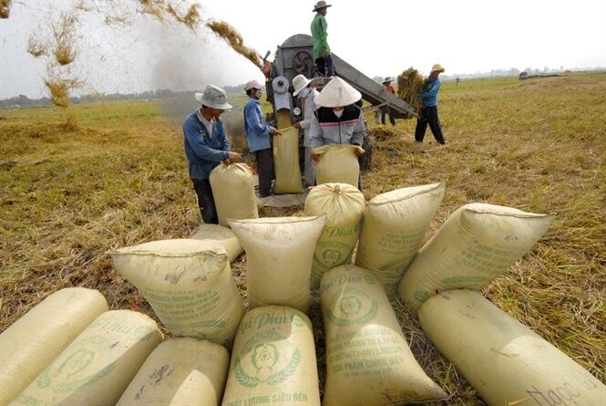 Giá lúa gạo hôm nay 9/8: Giá lúa đồng loạt tăng 100 đồng/kg