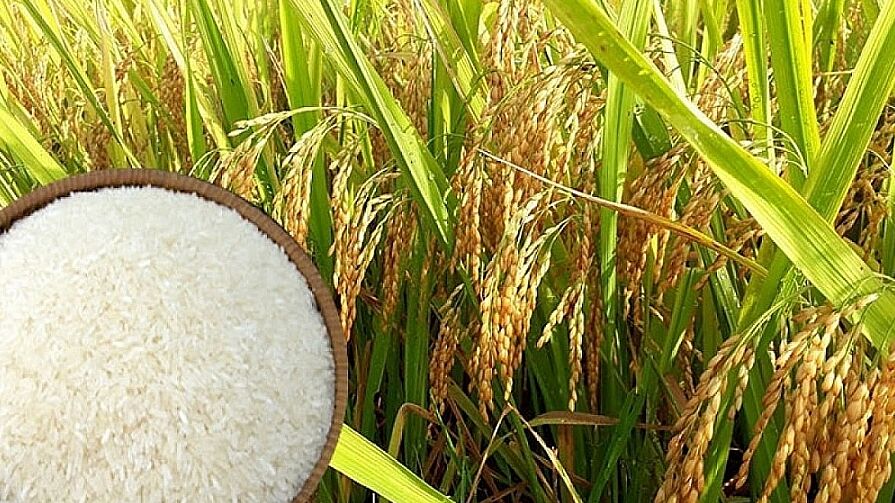 Giá lúa gạo hôm nay 16/9/2022: Thị trường trong nước chững lại