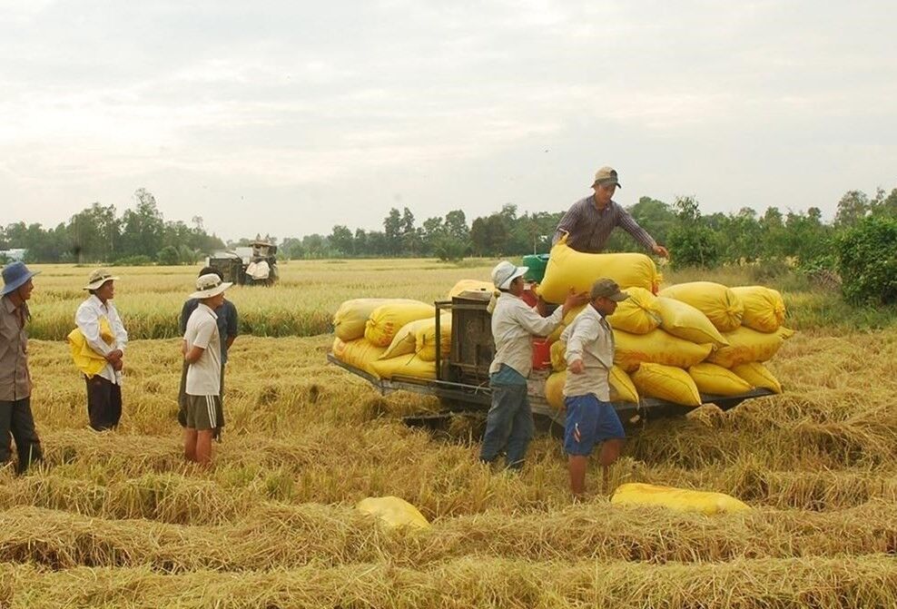 Giá lúa gạo hôm nay 4/9 và nhìn lại tuần qua: Giá lúa nếp tăng 200 đồng/kg