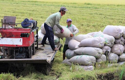 Giá lúa gạo hôm nay 5/9: Giá gạo dao động quanh mốc 8.000 – 8.600 đồng/kg