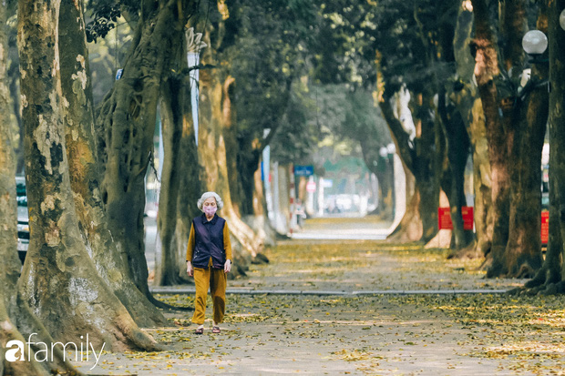 Cuối tháng 4, con phố lãng mạn nhất Hà Nội đón mùa sấu thay lá vàng rực khắp con đường - Ảnh 6.