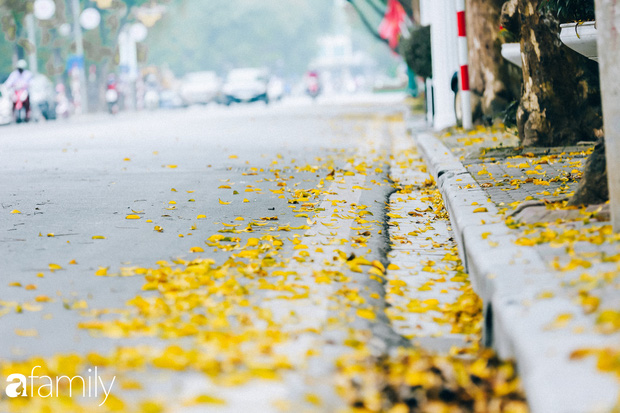 Cuối tháng 4, con phố lãng mạn nhất Hà Nội đón mùa sấu thay lá vàng rực khắp con đường - Ảnh 10.