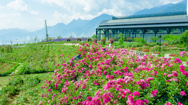Việt Nam vừa có một thung lũng hoa hồng rộng 50.000 m2 được trao kỷ lục quốc gia, lại có thêm nơi để check-in hè này rồi! - Ảnh 2.