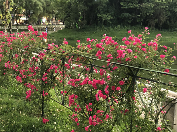 Việt Nam vừa có một thung lũng hoa hồng rộng 50.000 m2 được trao kỷ lục quốc gia, lại có thêm nơi để check-in hè này rồi! - Ảnh 8.