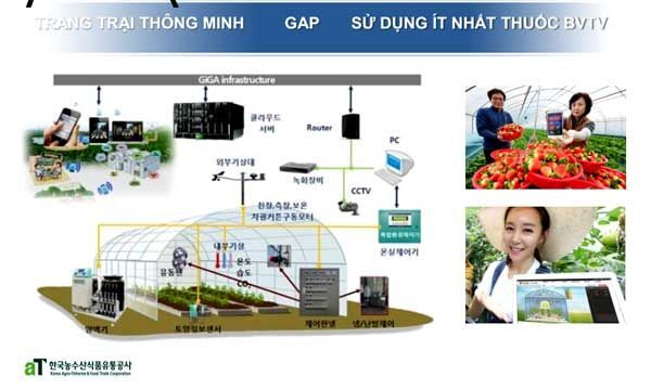 hàn quốc, nông nghiệp công nghệ cao, ứng dụng CNTT vào nông nghiệp, nông sản, Hợp tác Việt Nam - Hàn Quốc, Dâu Tây Hàn Quốc, Miu Lê,