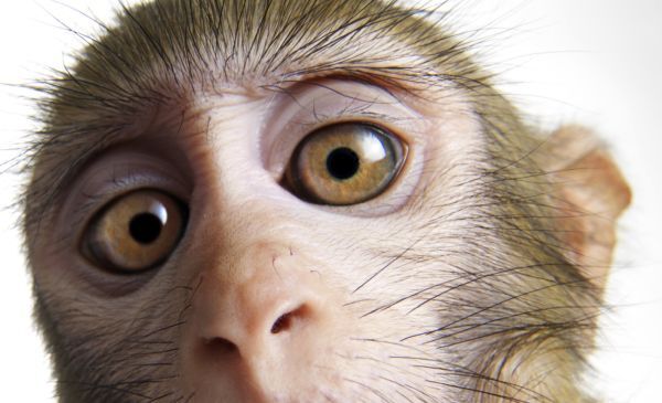 Khoa học giúp khỉ điều khiển xe lăn chỉ bằng sóng não
