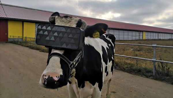 Bò sữa được đeo kính thực tế ảo AR