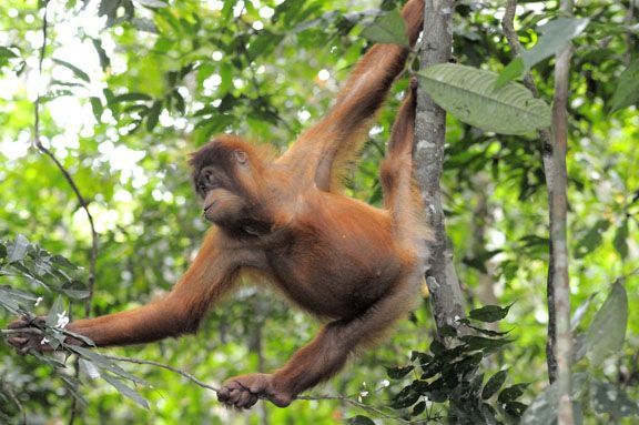 Chú đười ươi trẻ Orangutan tại Jambi, Sumatra, Indonesia_bản quyền thuộc Fletcher&Baylis
