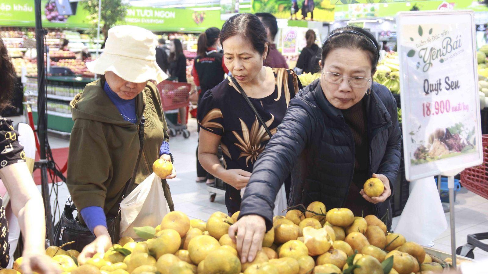 Người tiêu dùng chọn mua quýt sen tại Tuần lễ đặc sản Yên Bái tại Hà Nội 2018