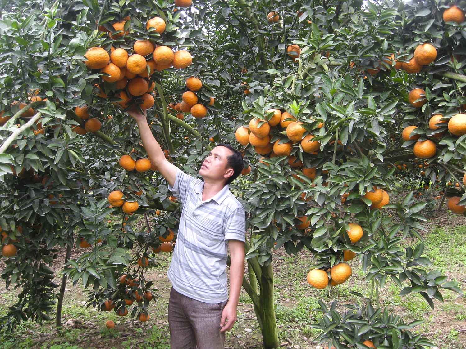 Nông dân trồng cam tại xã Vĩnh Hảo, huyện Bắc Quang, tỉnh Hà Giang là những người đầu tiên thực nghiệm sử dụng phân bón Văn Điển trên cây cam sành