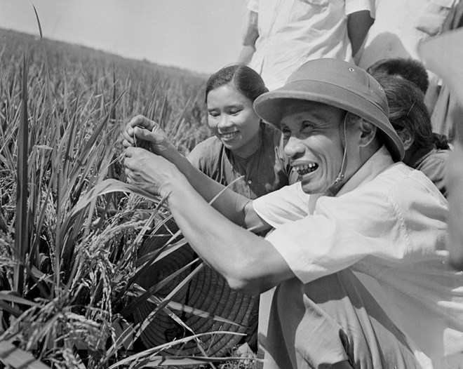 Thủ tướng Phạm Văn Đồng thị sát ruộng lúa năng suất cao của nhân dân xã Hải Anh, huyện Hải Châu, tỉnh Nam Hà tháng 6/1969