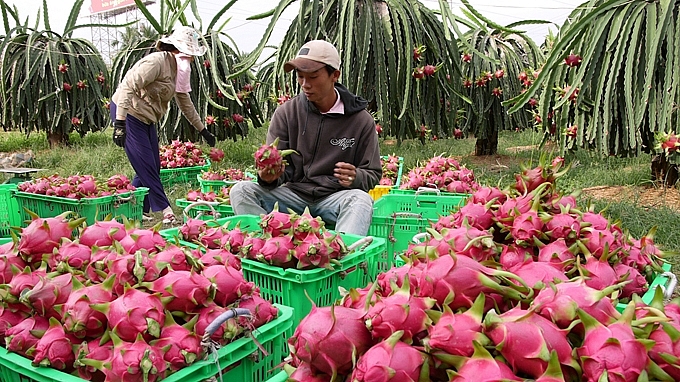 Xuất khẩu trái cây sang Trung Quốc gặp khó khăn thì người thiệt thòi nhất là nông dân