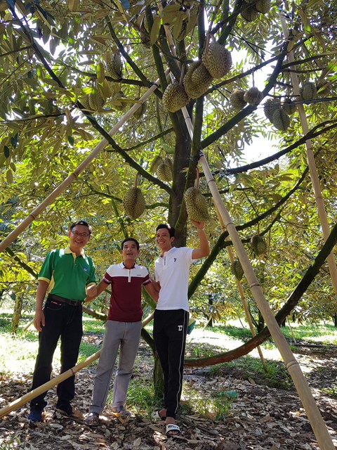 Vườn sầu riêng sử dụng Phân bón Phú Mỹ