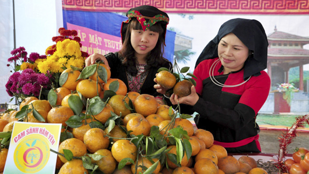 Nhờ phân bón Văn Điển, cam sành Hàm Yên đã có thương hiệu nông sản sạch, chất lượng của riêng mình