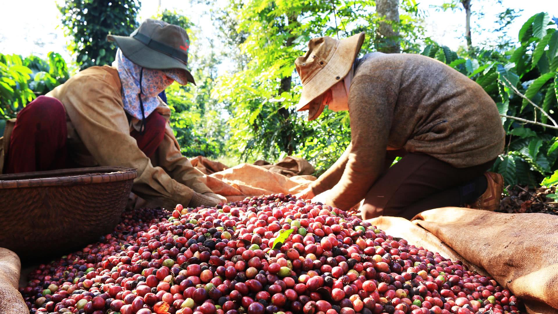 Dù thị trường thế giới có nhiều khó khăn, xuất khẩu cà phê của Việt Nam vẫn duy trì tốc độ tăng trưởng đáng khích lệ, đạt 8,2%/năm với kim ngạch bình quân 3,13 tỷ USD/năm giai đoạn 2011 - 2018
