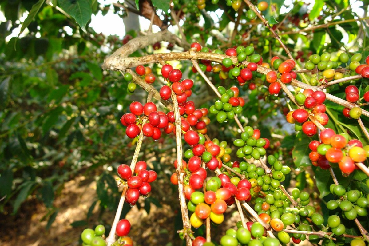 Xuất khẩu cà phê của Việt Nam khẳng định vị thế