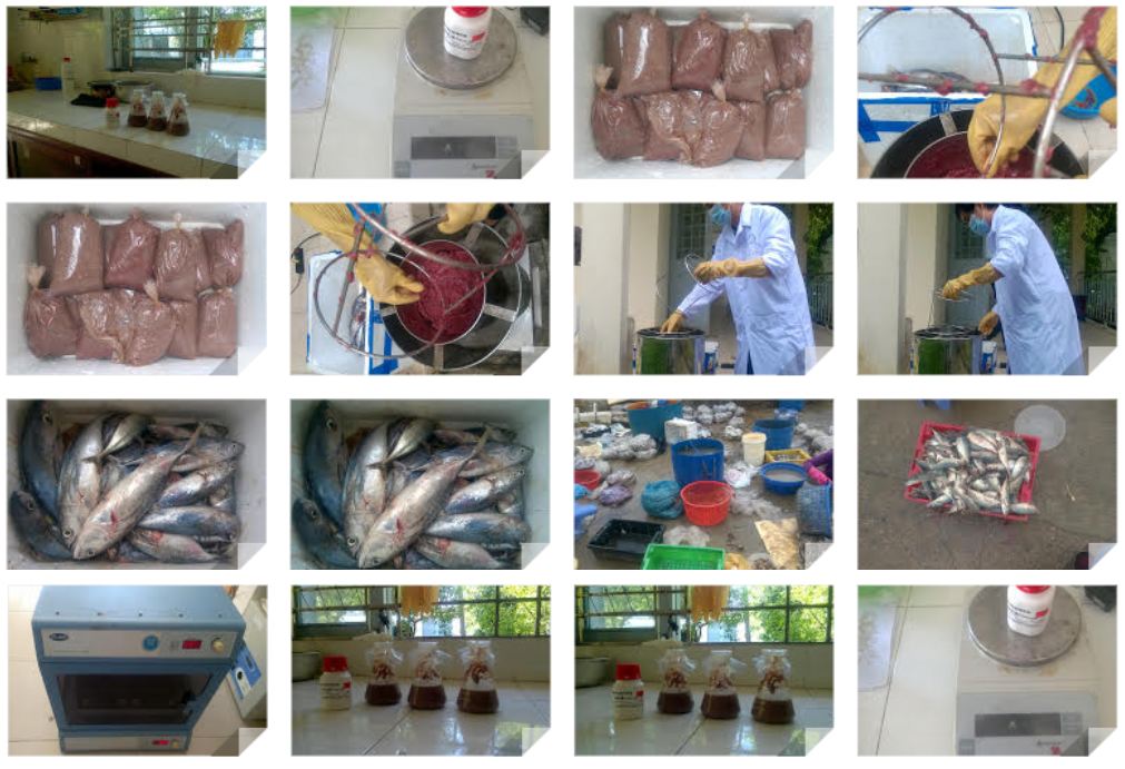 Sản xuất thử nghiệm bột gia vị cá ngừ ở quy mô phòng thí nghiệm 