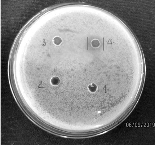 Kết quả ức chế khuẩn Xanthomonas sp. của nano đồng