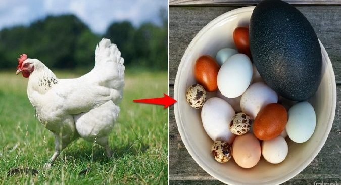 Các nhà khoa học Anh đã tạo thành công gà mái biến đổi gen có thể đẻ trứng từ nhiều giống gia cầm khác nhau 