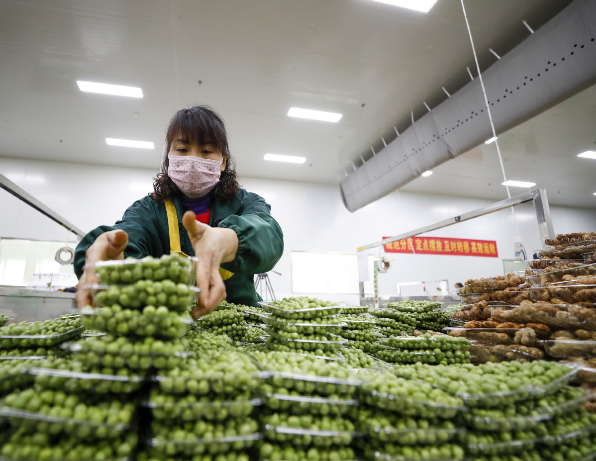 Một nhân viên sắp xếp các gói rau tại một công ty chế biến rau ở huyện Tong Nam của Trùng Khánh, Tây Nam Trung Quốc.