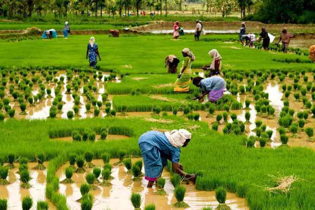 Canh tác lúa gạo tại Ấn Độ