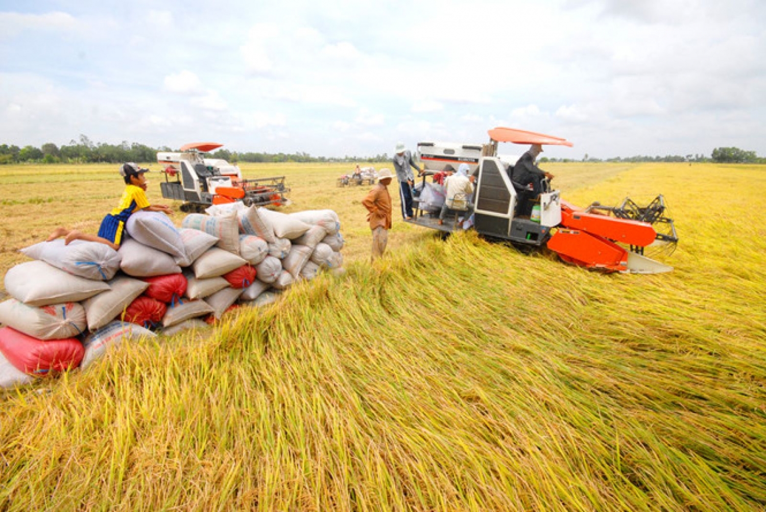 Thái Bình chuẩn bị phân bón Văn Điển để phục vụ canh tác lúa Xuân 2020