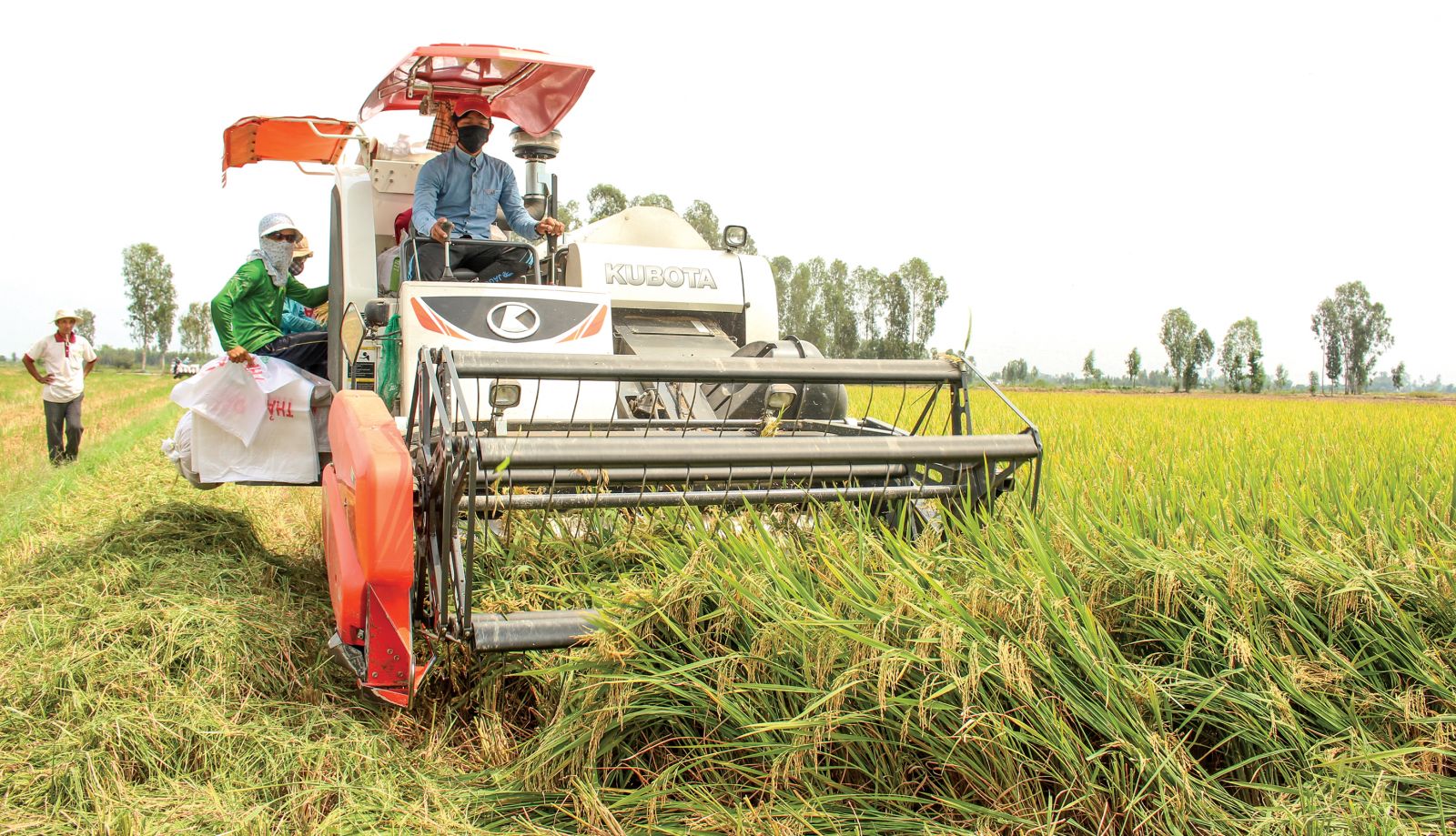 Thu hoạch lúa bằng máy gặt đập liên hợp ở ĐBSCL.