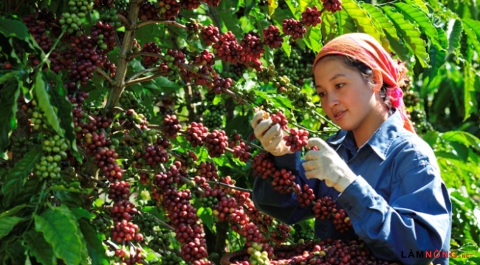 Cà phê Buôn Ma Thuột được bảo hộ tại Liên Bang Nga & Thái Lan