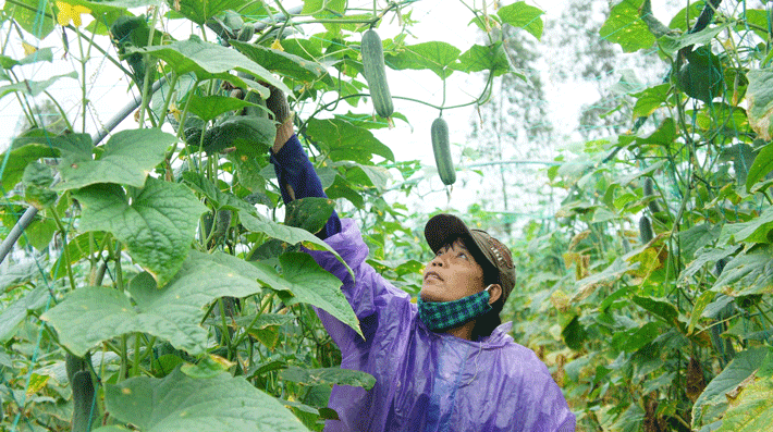 Thu hoạch dưa leo áp dụng phương pháp tưới nhỏ giọt tại cơ sở sản xuất rau sạch Hòa Vang, Đà Nẵng