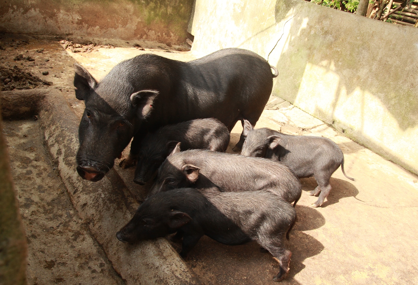 Giống lợn bản địa tại Mai Châu, Hòa Bình