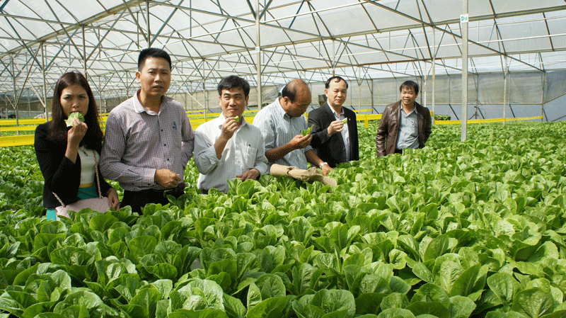 Sản xuất nông nghiệp công nghệ cao ở Đà Lạt