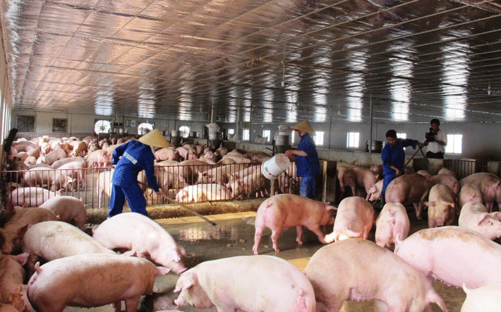 Thủ tướng giao Bộ NN&PTNT, Công Thương, Tài chính, Công an theo chức năng, nhiệm vụ được giao thực hiện ngay các giải pháp để bình ổn giá thịt lợn