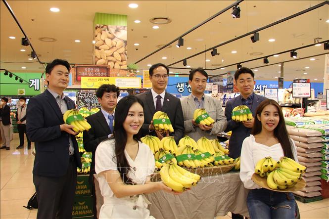 Chuối Việt Nam vào chuỗi siêu thị Lotte Hàn Quốc