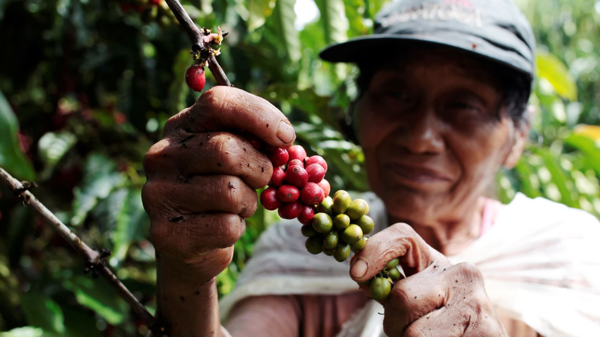 Năm 2019 xuất khẩu cà phê đạt 2,86 tỷ USD 