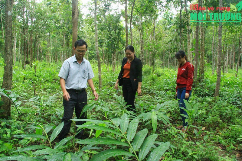Dự án phải Có phương án trồng rừng thay thế theo quy định của pháp luật về lâm nghiệp