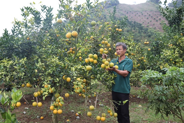 Huyện Phù Yên có gần 500ha trồng cây ăn quả có múi