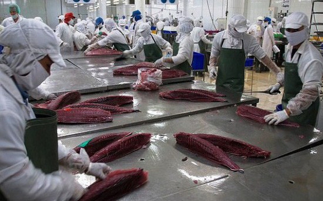 Xuất khẩu cá ngừ tăng trưởng ấn tượng nhờ EVFTA