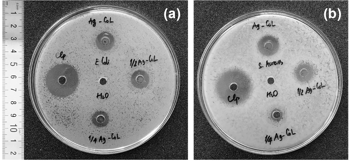 Vùng ức chế của nano bạc tổng hợp xanh (AgCol) với (a) E. coli, và (b) S. aureus: chứng âm (H2O); chứng dương Cloramphenicol (Clp, 200 μg/mL); AgCol (240 μg/mL); 1/2AgCol (120 μg/mL) và 1/4AgCol (60 μg/mL)