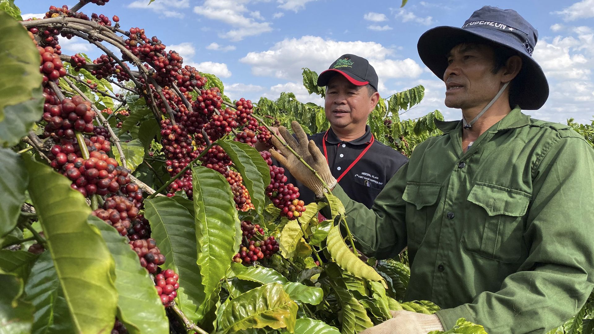 Thực hiện truy xuất nguồn gốc, mở rộng thị trường xuất khẩu cho cà phê, hạt tiêu Việt