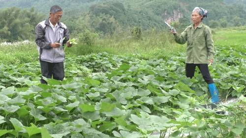 Mô hình trồng bí ăn nụ đem lại hiệu quả kinh tế tại Thôn Bản Làn xã Điềm He huyện Văn Quan tỉnh Lạng Sơn.